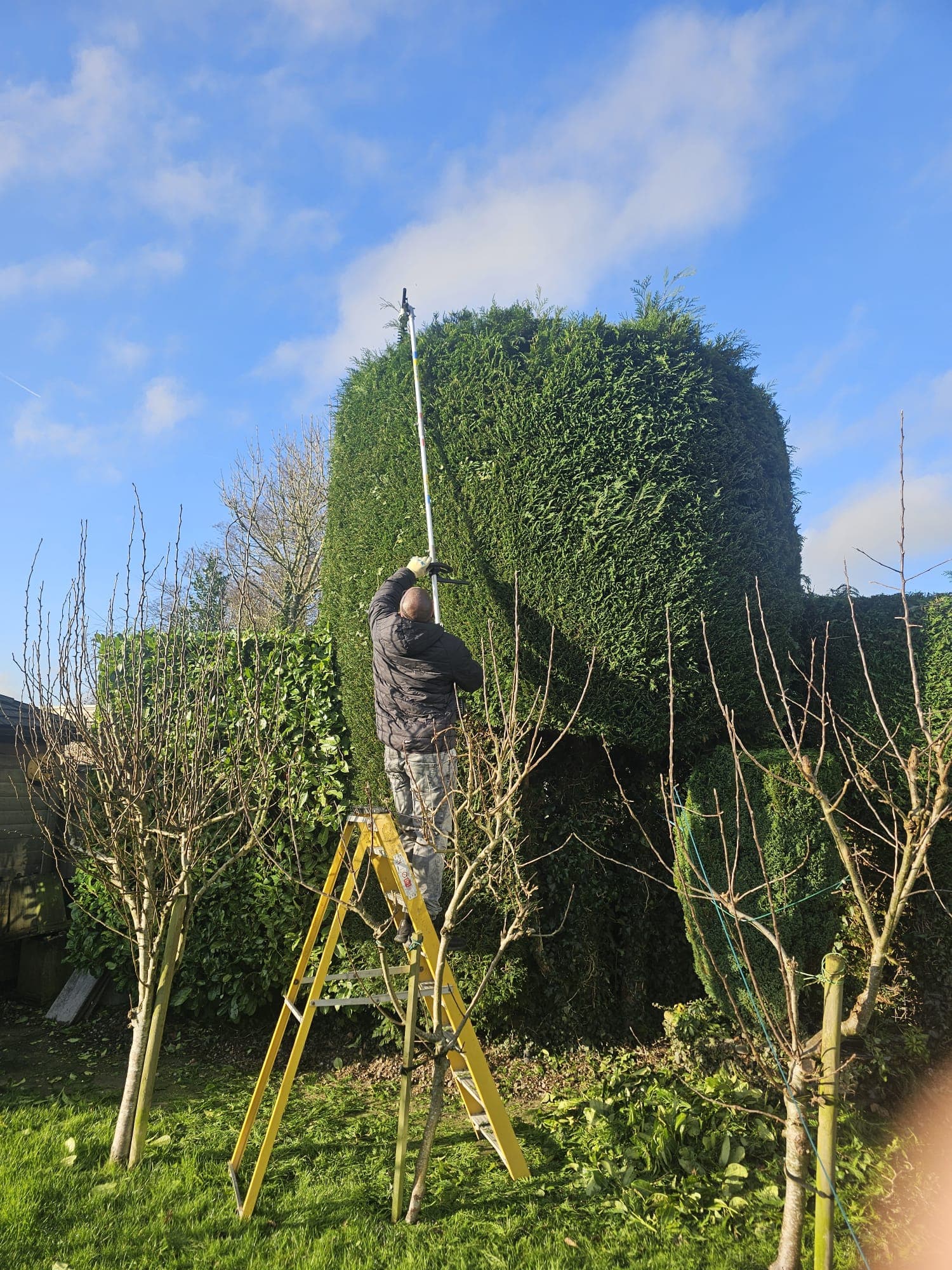 Hedge Trimming & Lawn Care