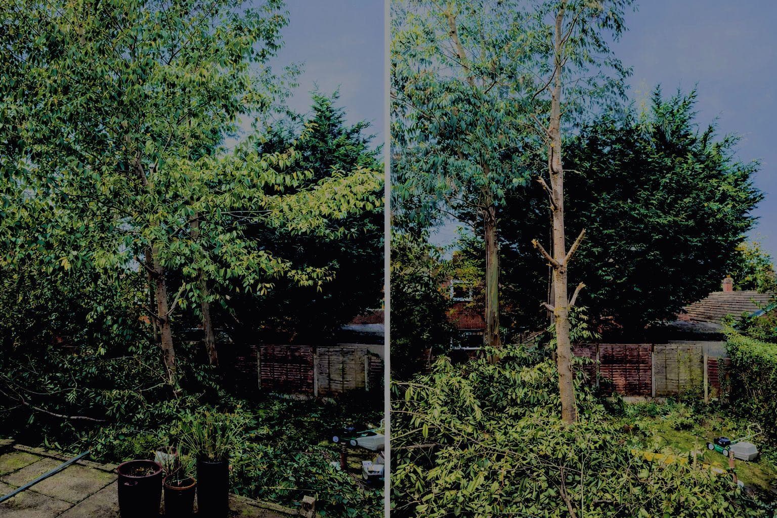 Tree Cutting